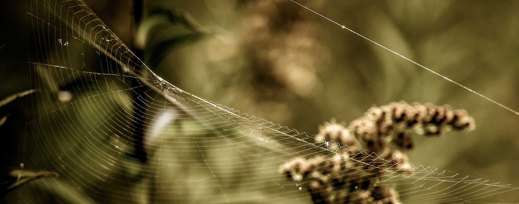 Spinnennetz