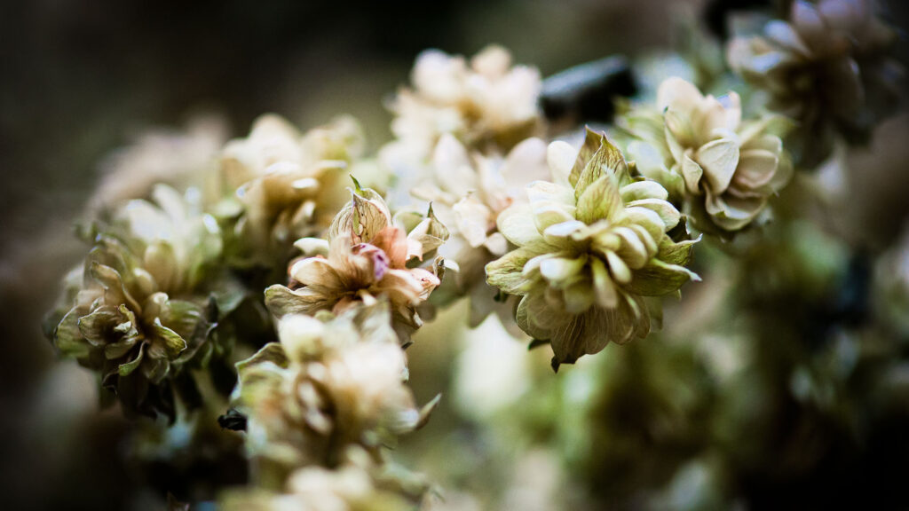 Hopfenblüte
